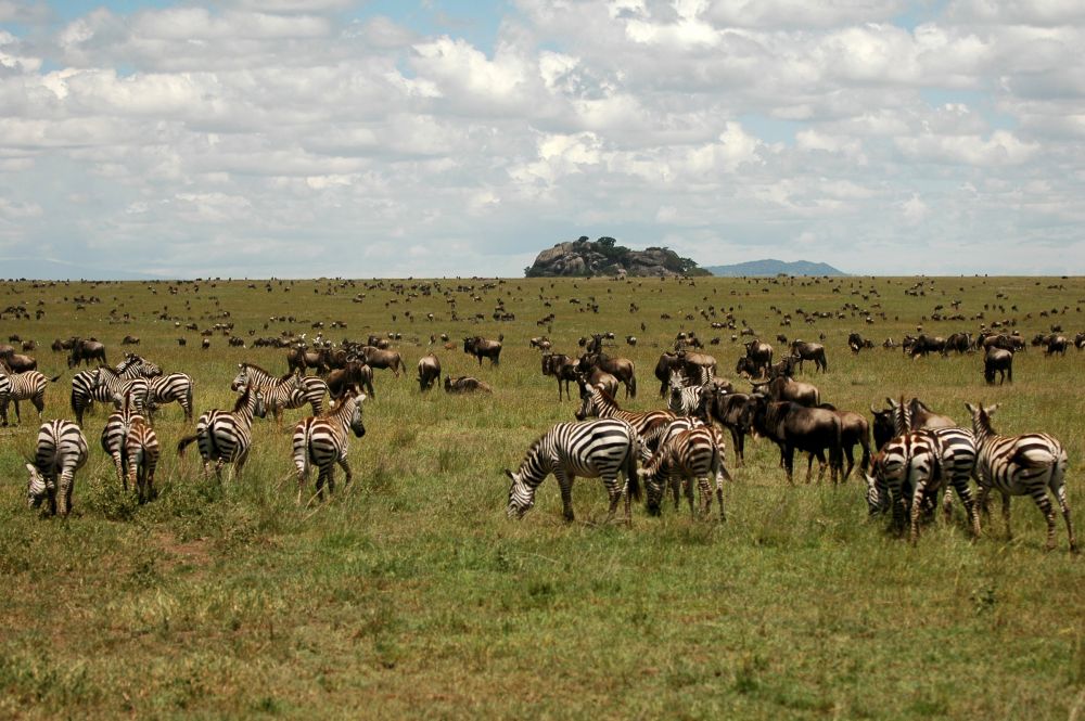 Safari Afrika Tanzania Lake Manyara Ngorongoro Crater 