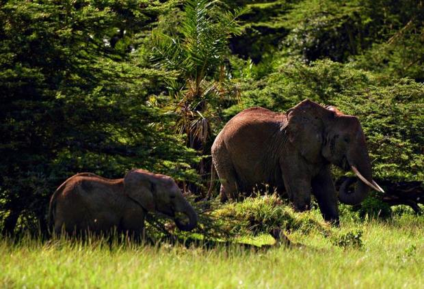Seekor Induk gajah dan anaknya